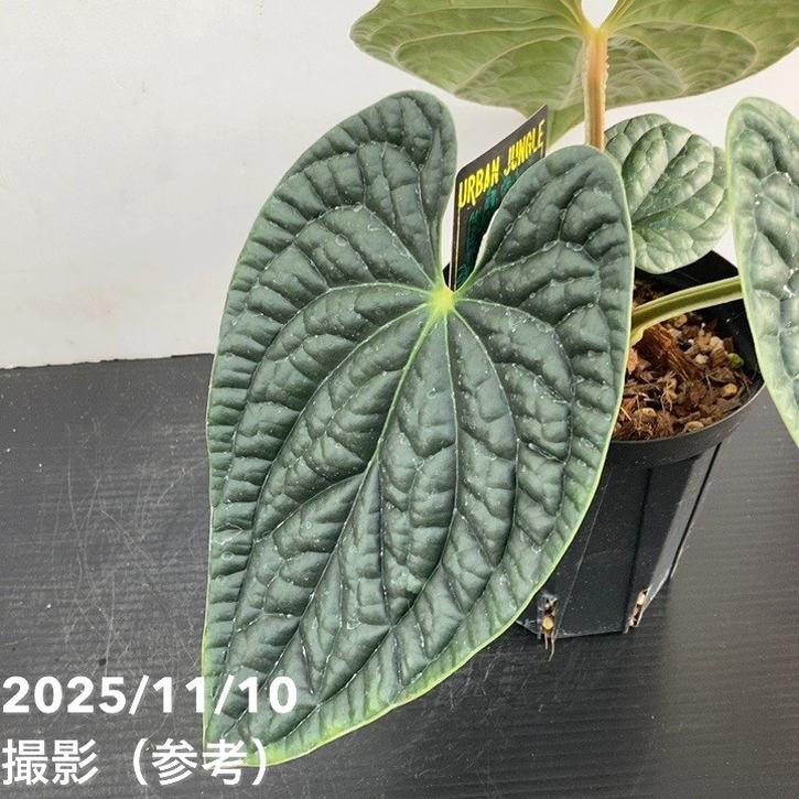 【期間限定10%OFF!】【現品お届け】アンスリウム ルクスリアンス Anthurium luxrians 4号(1)|観葉10-TU