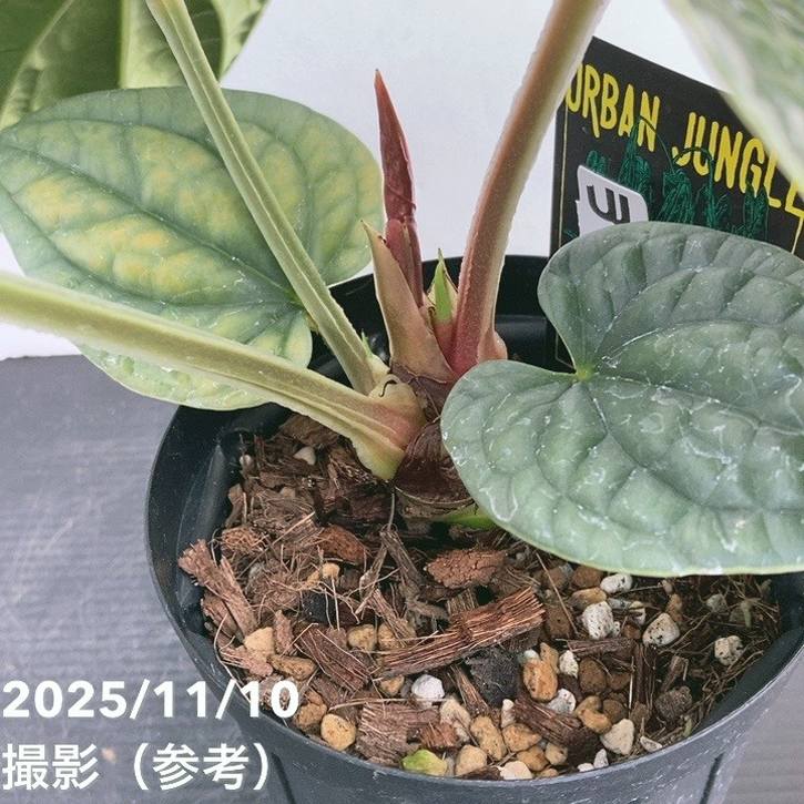 【期間限定10%OFF!】【現品お届け】アンスリウム ルクスリアンス Anthurium luxrians 4号(1)|観葉10-TU
