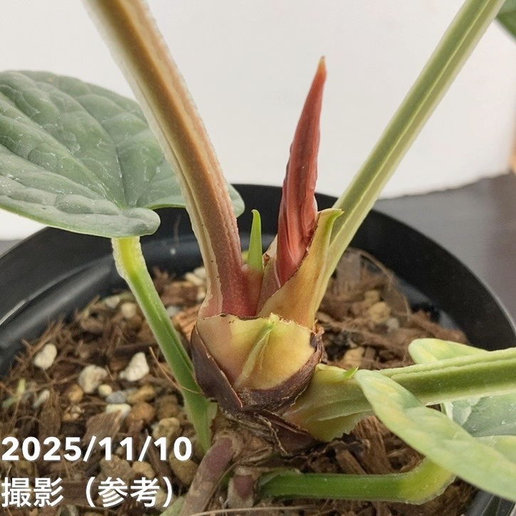 【期間限定10%OFF!】【現品お届け】アンスリウム ルクスリアンス Anthurium luxrians 4号(1)|観葉10-TU