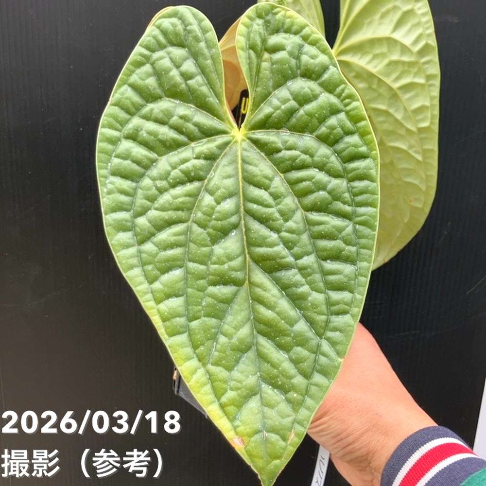 現品お届け】アンスリウム ルクスリアンス Anthurium luxrians 4号（1