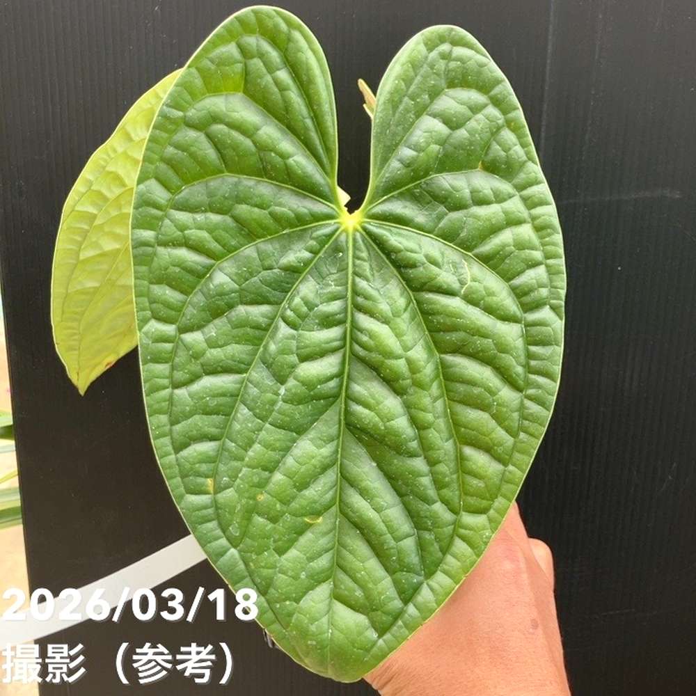 現品お届け】アンスリウム ルクスリアンス Anthurium luxrians 4号（1
