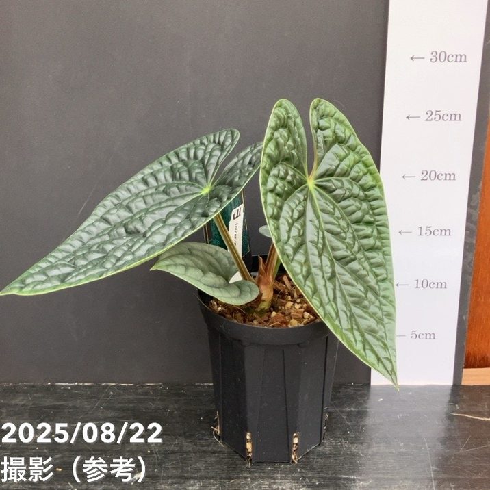 現品お届け】アンスリウム ルクスリアンス Anthurium luxrians 4