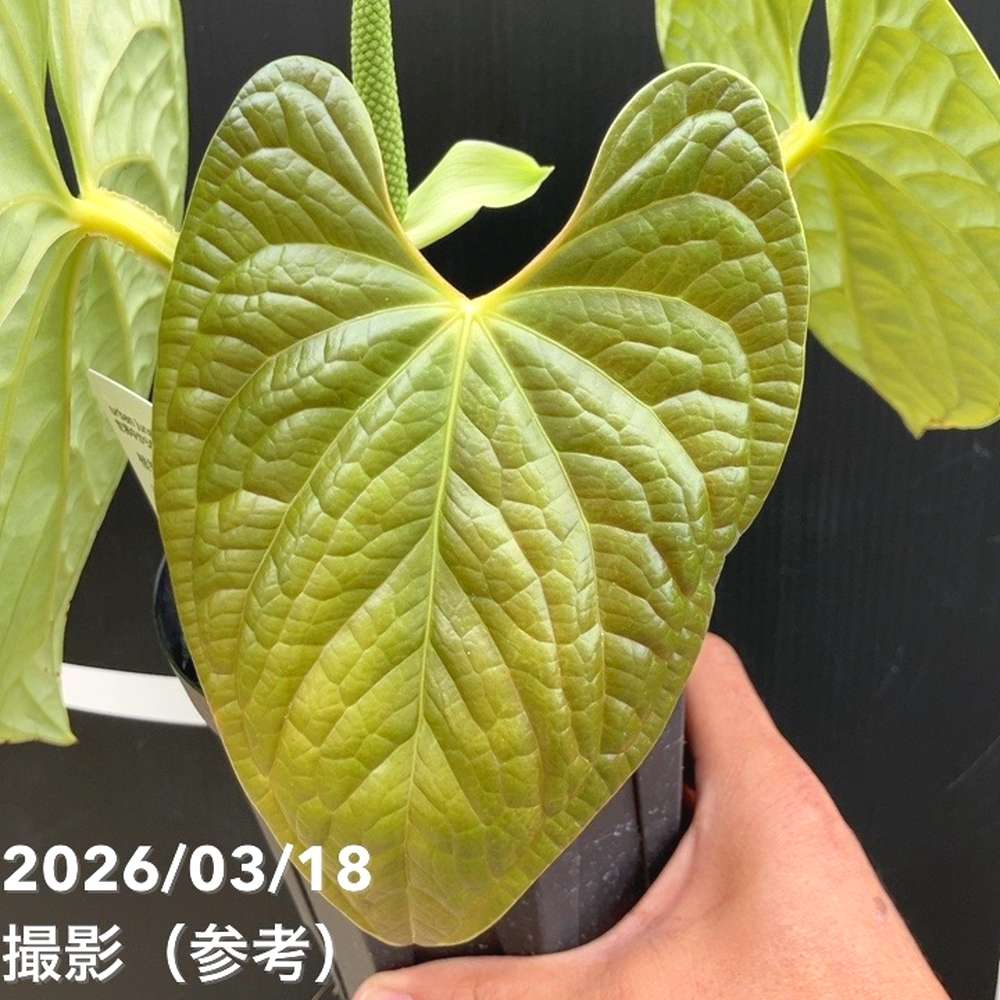 アンスリウムクヤベノソウル×ルクスリアンス ハイブリッド 現品お届け】アンスリウム ルクスリアンス Anthurium luxrians 4号（1