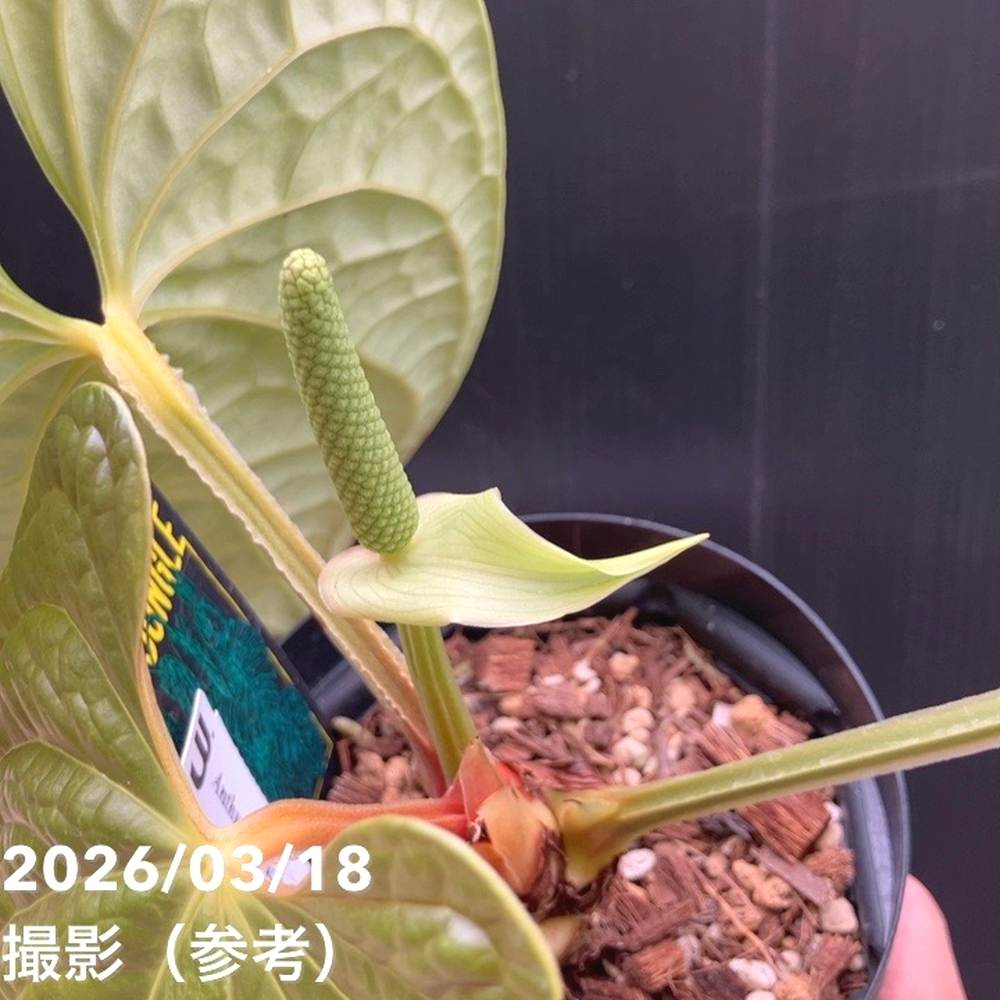 現品お届け】アンスリウム ルクスリアンス Anthurium luxrians 4号（1