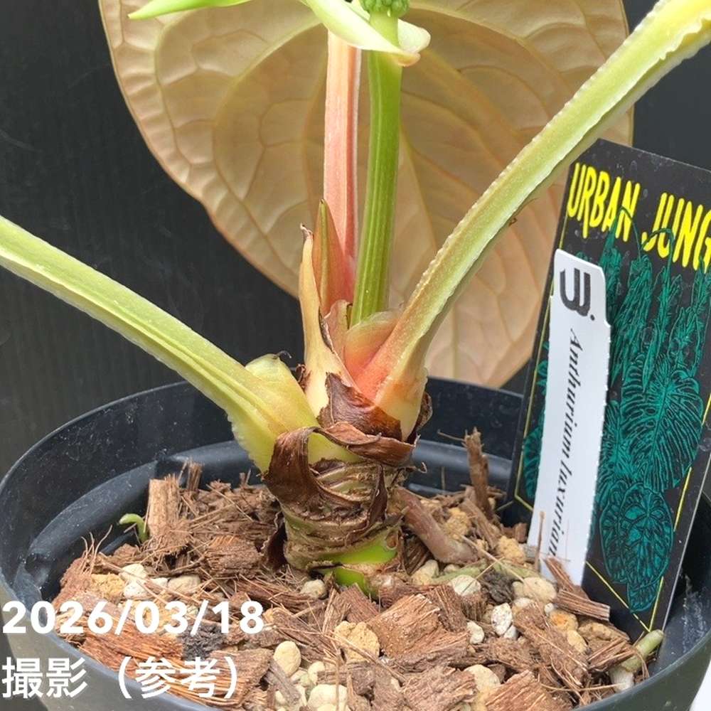 現品お届け】アンスリウム ルクスリアンス Anthurium luxrians 4号（1