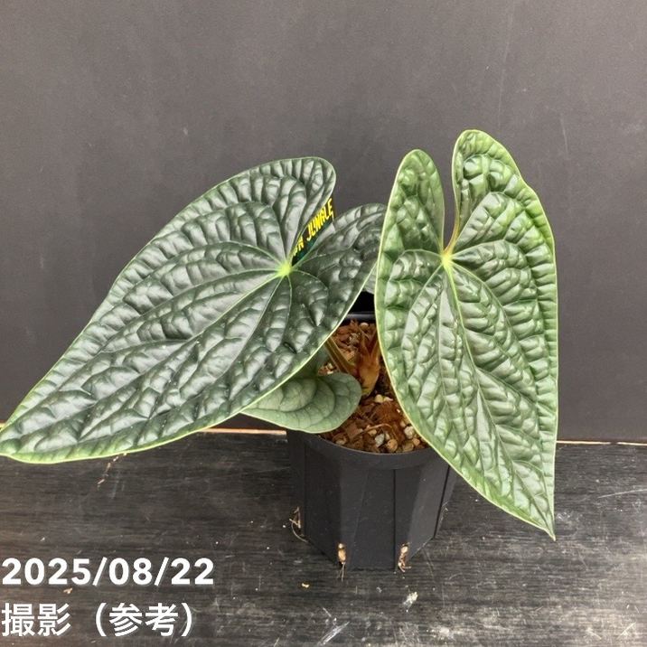 現品お届け】アンスリウム ルクスリアンス Anthurium luxrians 4