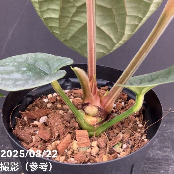 現品お届け】アンスリウム ルクスリアンス Anthurium luxrians 4