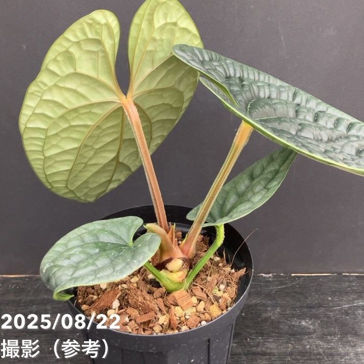 現品お届け】アンスリウム ルクスリアンス Anthurium luxrians 4