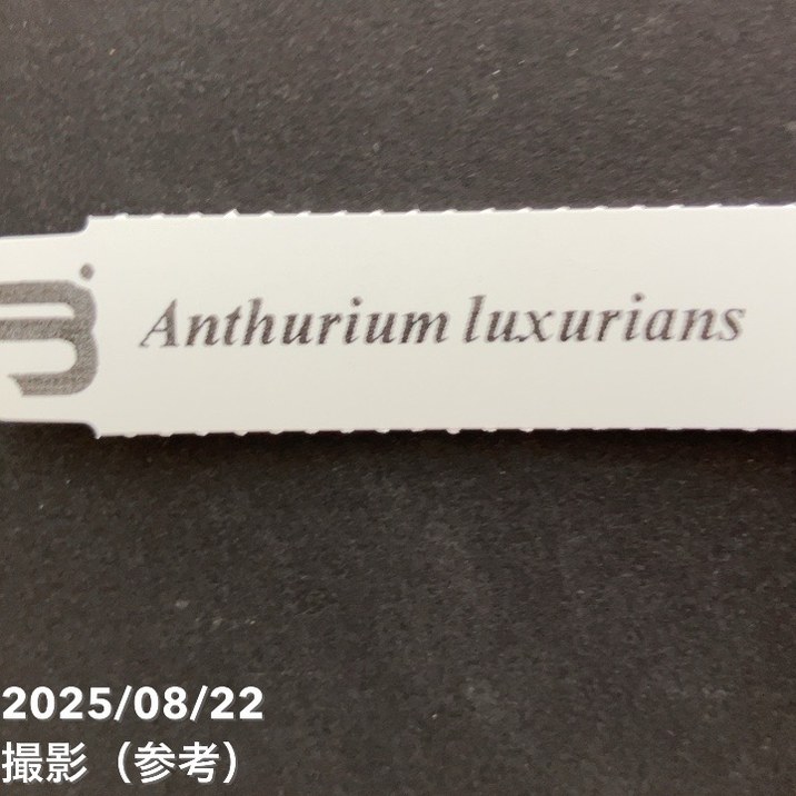 【期間限定10%OFF!】【現品お届け】アンスリウム ルクスリアンス Anthurium luxrians 4号(1)|観葉10-TU