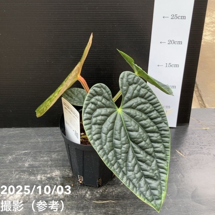 秋セール対象商品】【現品お届け】アンスリウム ルクスリアンス