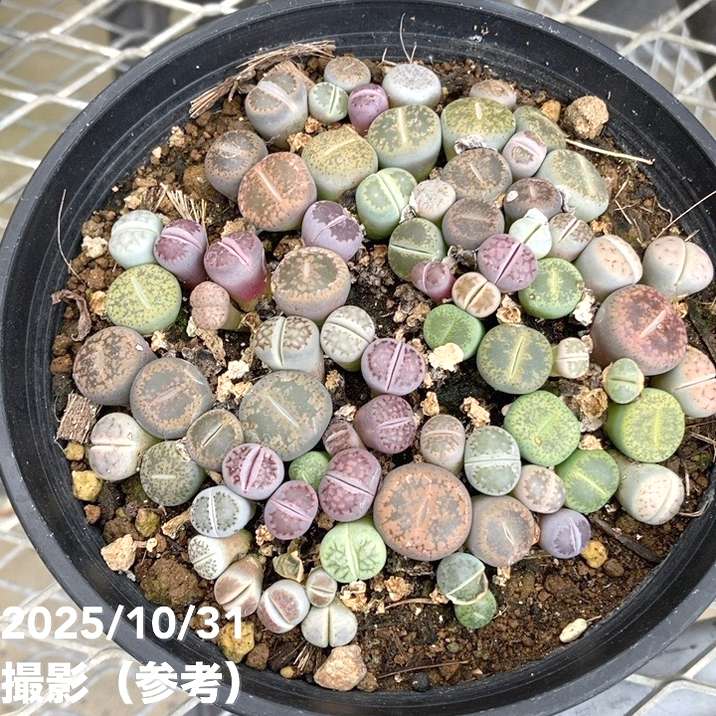 リトープス 5号|観葉10-TU