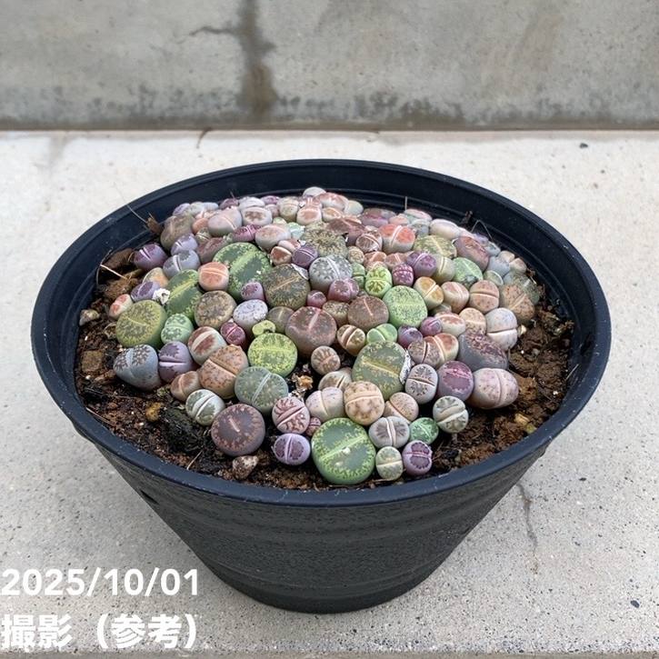 リトープス 5号｜観葉10-TU | 観葉・多肉 | 赤塚植物園