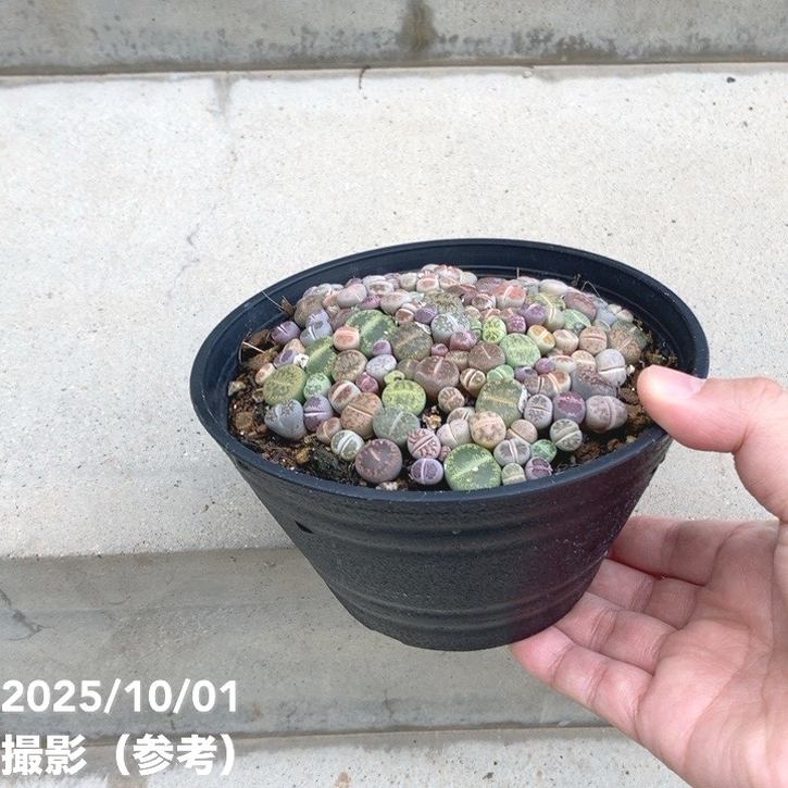 リトープス 5号|観葉10-TU