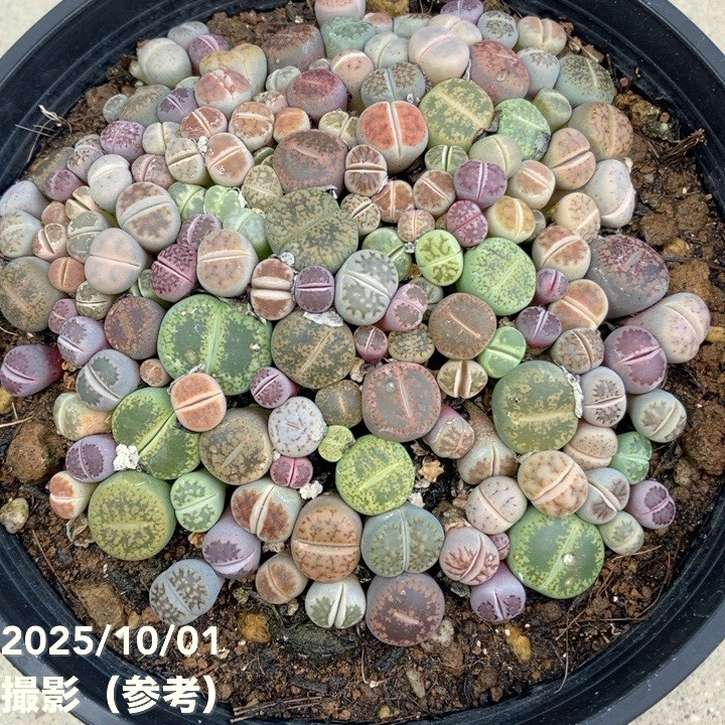 リトープス 5号｜観葉10-TU | 観葉・多肉 | 赤塚植物園