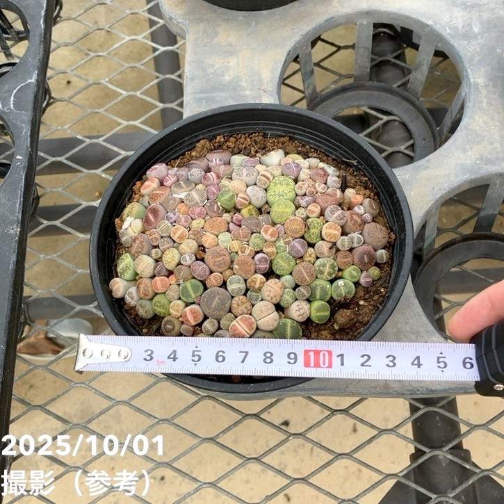 リトープス 5号|観葉10-TU