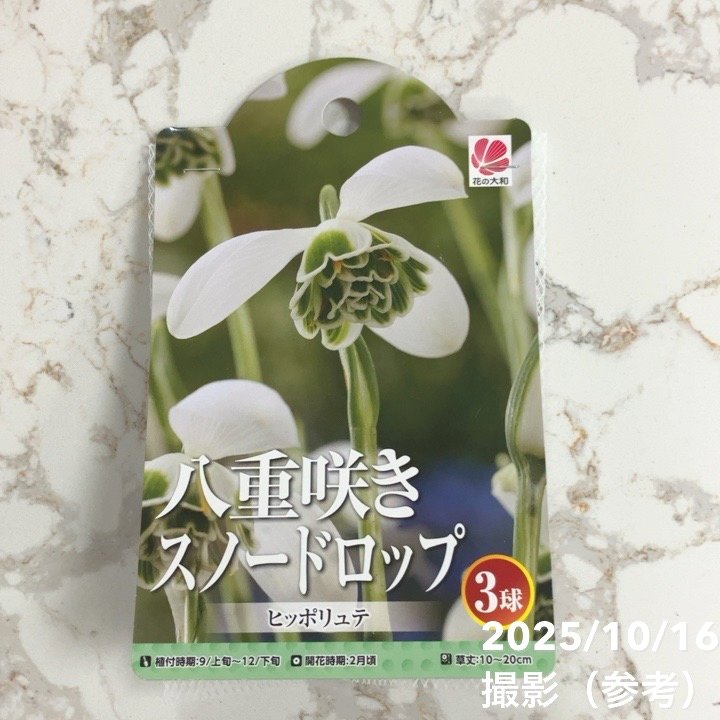 八重咲きスノードロップ ヒッポリュテ 3球入り×3袋セット｜球根04-PA