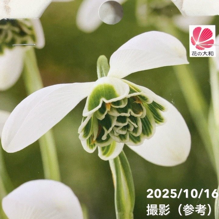 八重咲きスノードロップ ヒッポリュテ 3球入り×3袋セット｜球根04-PA