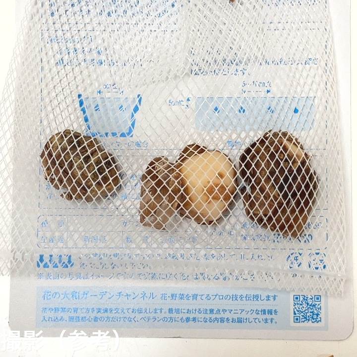 八重咲きスノードロップ ヒッポリュテ 3球入り×3袋セット|球根04-PA