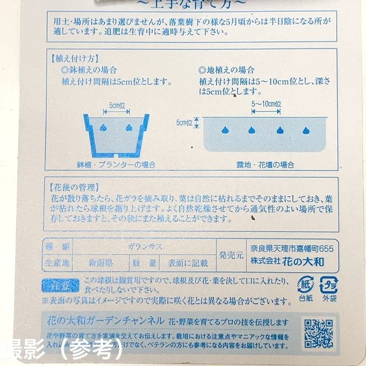 八重咲きスノードロップ ヒッポリュテ 3球入り×3袋セット|球根04-PA