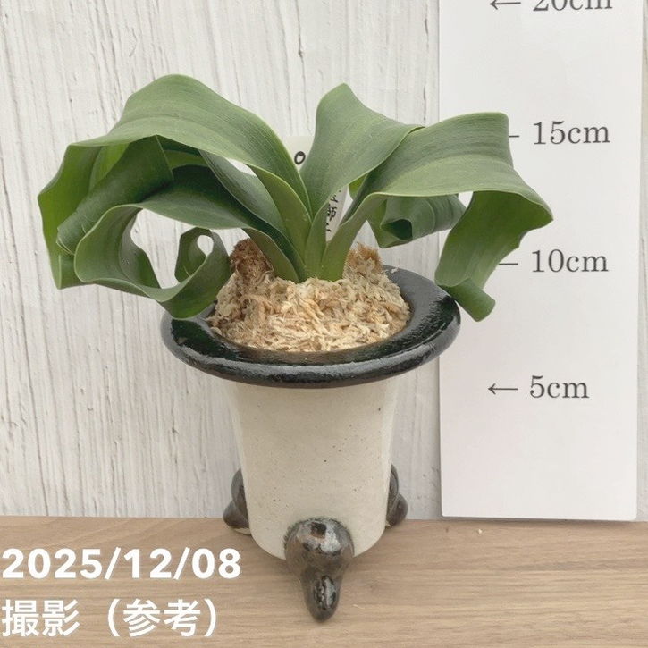 現品お届け】豊明園 万年青 オモト 宝獅子 陶器鉢（O23）｜観葉10-TU