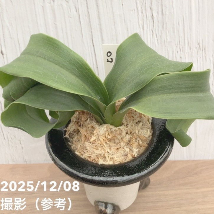 現品お届け】豊明園 万年青 オモト 宝獅子 陶器鉢（O23）｜観葉10-TU