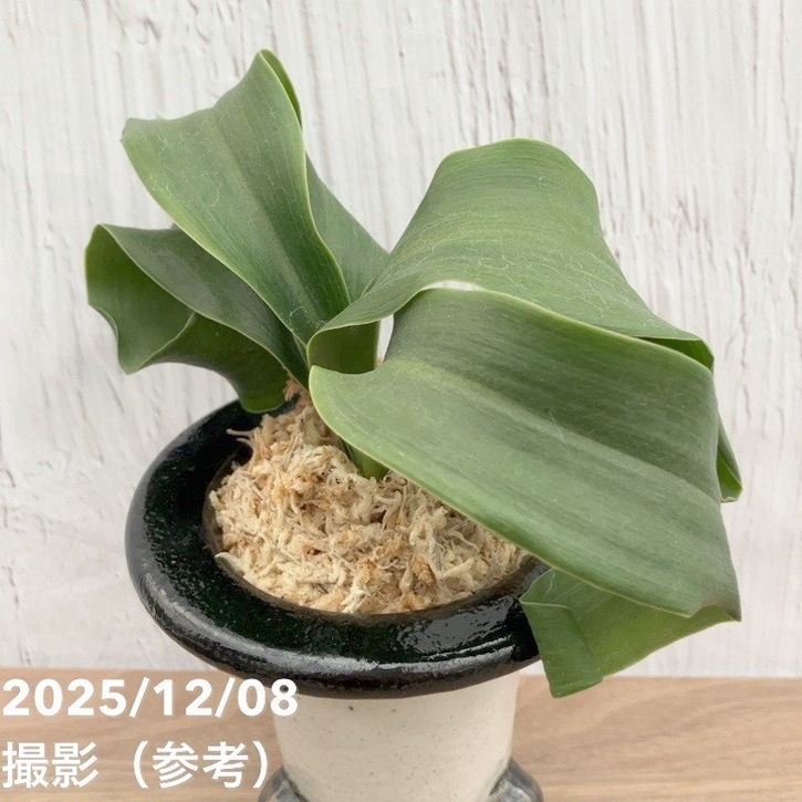 現品お届け】豊明園 万年青 オモト 宝獅子 陶器鉢（O23）｜観葉10-TU