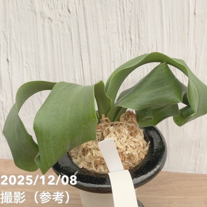 現品お届け】豊明園 万年青 オモト 宝獅子 陶器鉢（O23）｜観葉10-TU