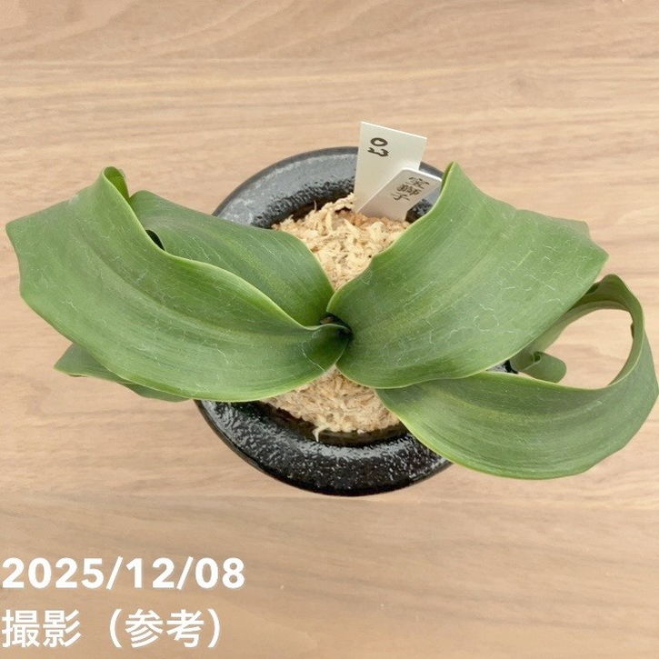 現品お届け】豊明園 万年青 オモト 宝獅子 陶器鉢（O23）｜観葉10-TU