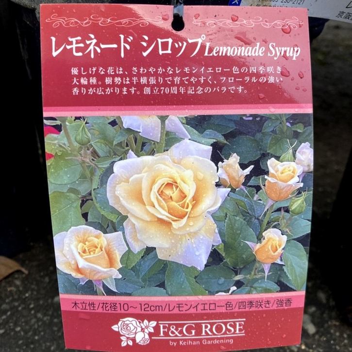 秦森康屯　白バラ 秦森康屯 白バラ Yahoo!オークション - 【 秦森 康屯「白バラ」1917年