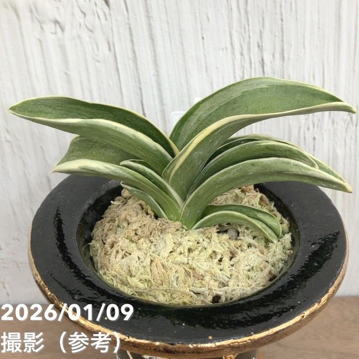 現品お届け】豊明園 万年青 オモト お多福（おたふく） 錦鉢（O57