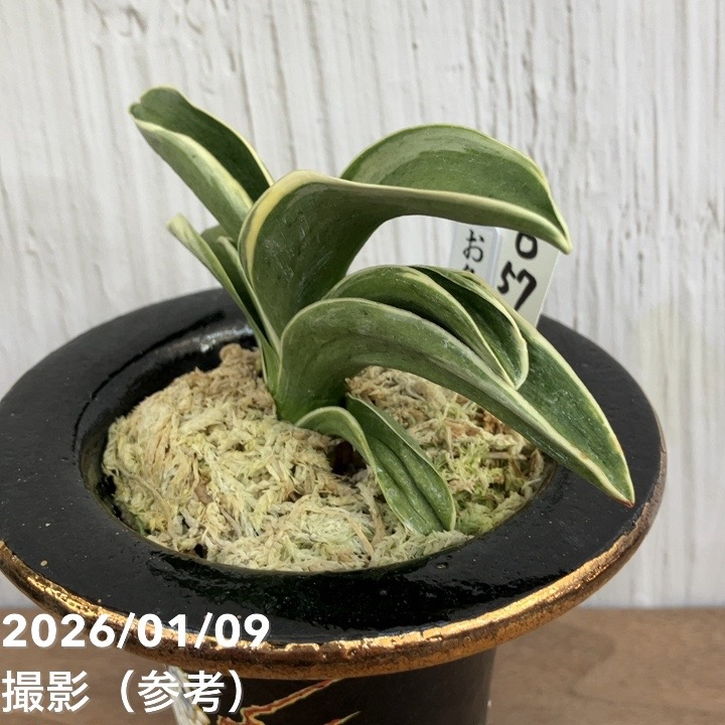 現品お届け】豊明園 万年青 オモト お多福（おたふく） 錦鉢（O57