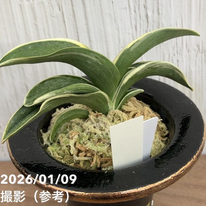 現品お届け】豊明園 万年青 オモト お多福（おたふく） 錦鉢（O57