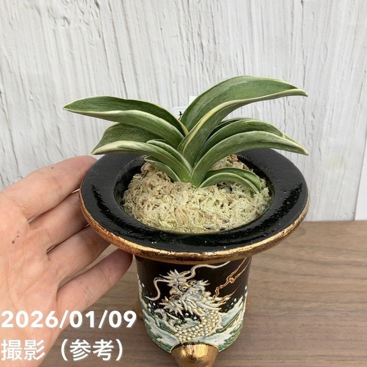 現品お届け】豊明園 万年青 オモト お多福（おたふく） 錦鉢（O57