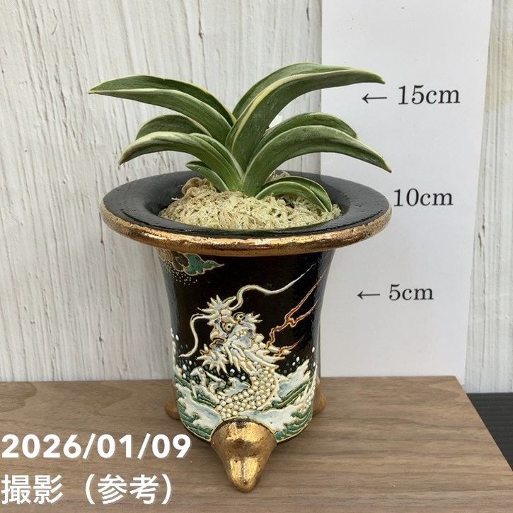 現品お届け】豊明園 万年青 オモト お多福（おたふく） 錦鉢（O57