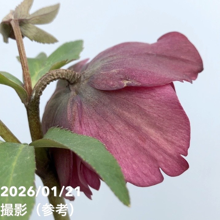 お買い得一点物咲き進み株】加藤農園 クリスマスローズ アンティーク