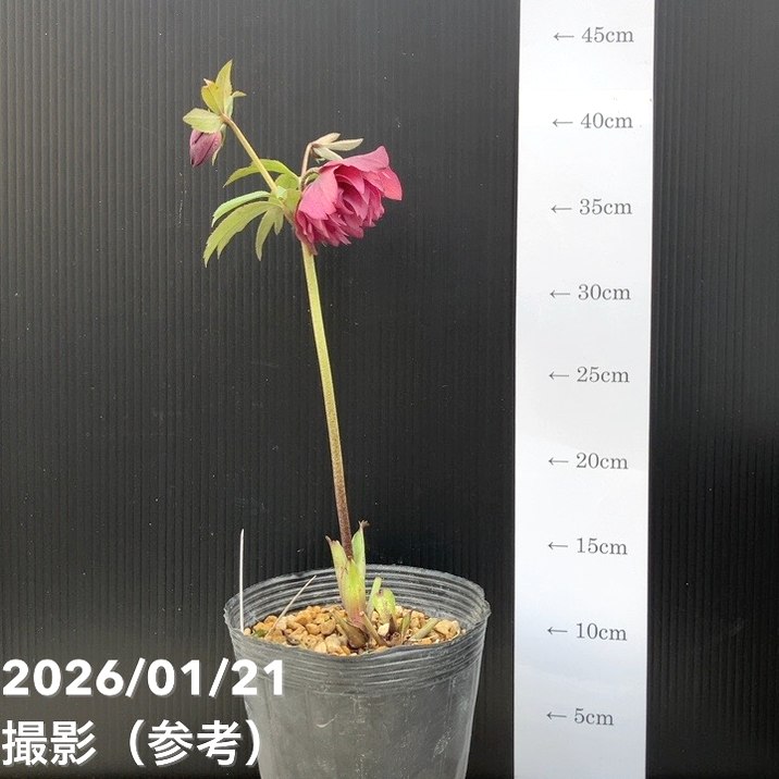 一点物】加藤農園 クリスマスローズ アンティークアフロディーテ 4.5号