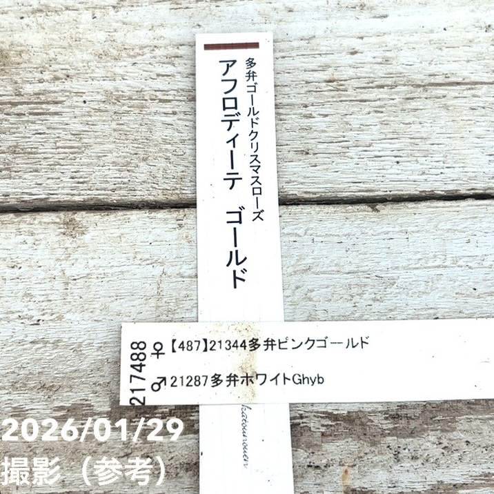 一点物】加藤農園 多弁ゴールドクリスマスローズ アフロディーテ