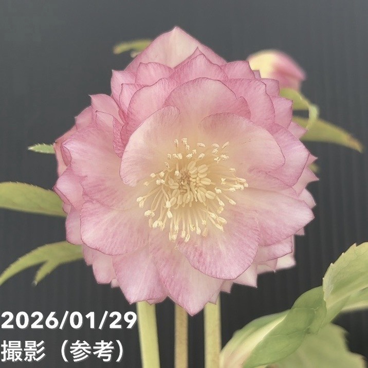 一点物】加藤農園 多弁ゴールドクリスマスローズ アフロディーテ