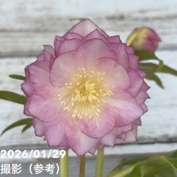 一点物】加藤農園 多弁ゴールドクリスマスローズ アフロディーテ