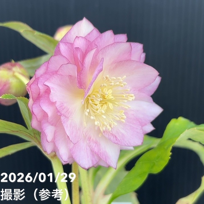 クリスマスローズ　認定アフロディーテゴールド　加藤農園 一点物】加藤農園 多弁ゴールドクリスマスローズ アフロディーテ