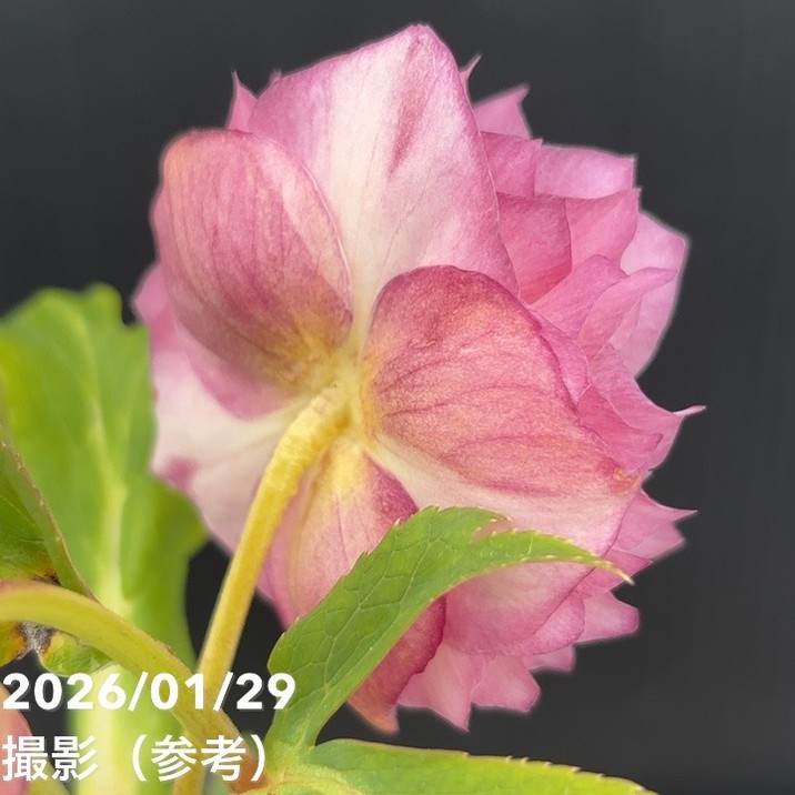 一点物】加藤農園 多弁ゴールドクリスマスローズ アフロディーテ