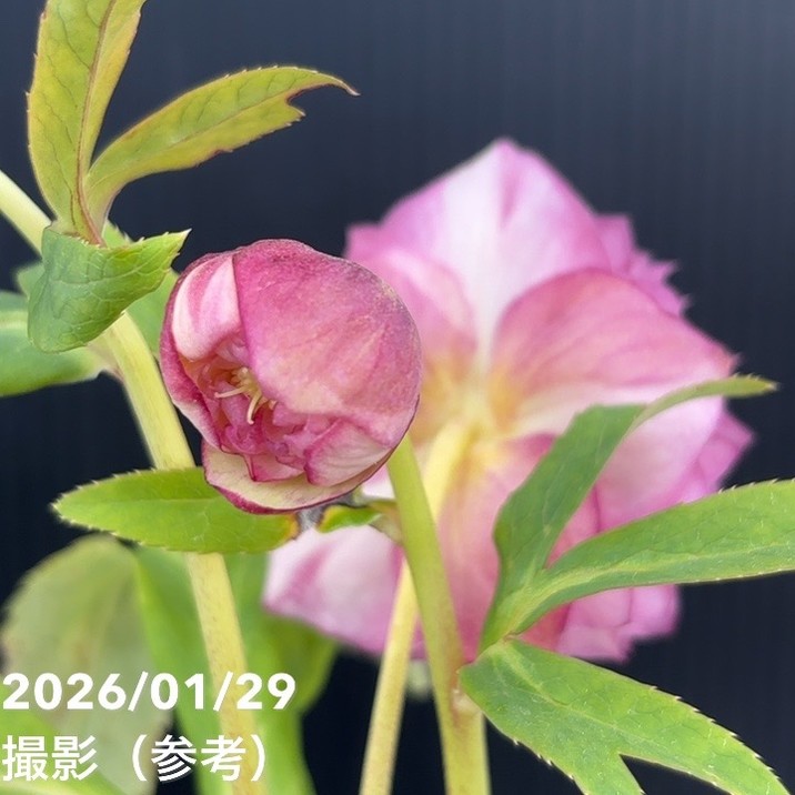 一点物】加藤農園 多弁ゴールドクリスマスローズ アフロディーテ