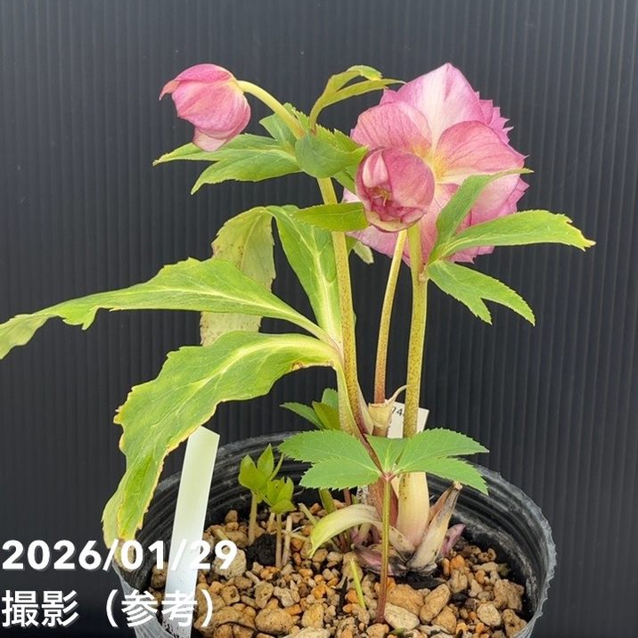 一点物】加藤農園 多弁ゴールドクリスマスローズ アフロディーテ