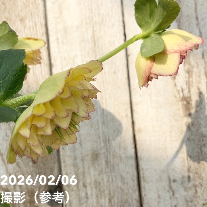 お買い得一点物咲き進み株】加藤農園 多弁クリスマスローズ