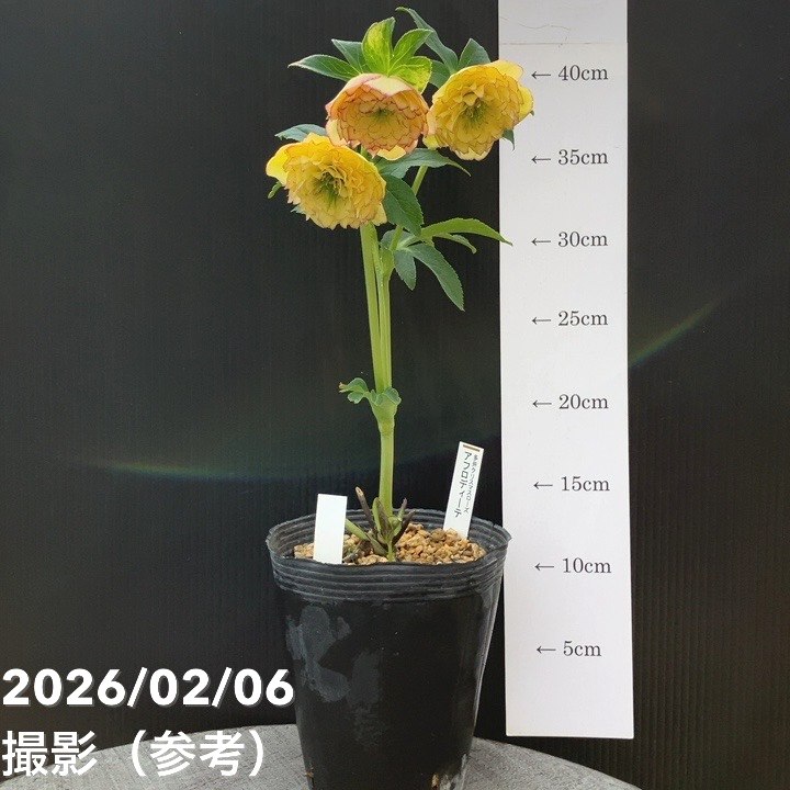 お買い得一点物咲き進み株】加藤農園 多弁クリスマスローズ