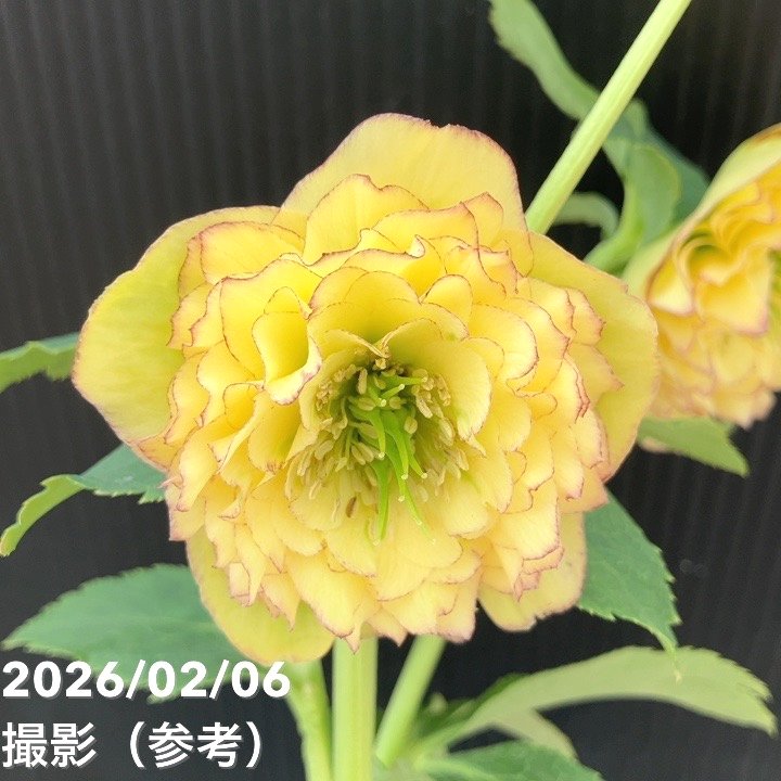 お買い得一点物咲き進み株】加藤農園 多弁クリスマスローズ