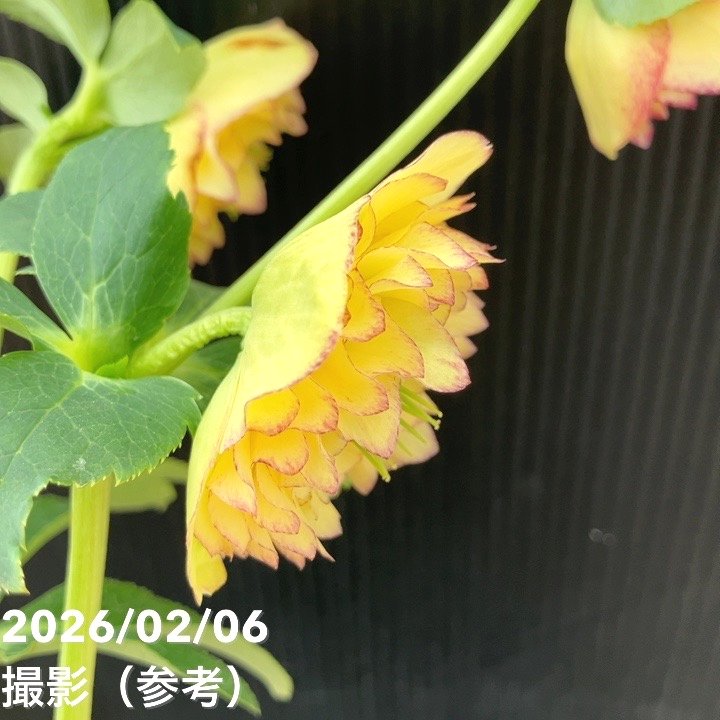 お買い得一点物咲き進み株】加藤農園 多弁クリスマスローズ