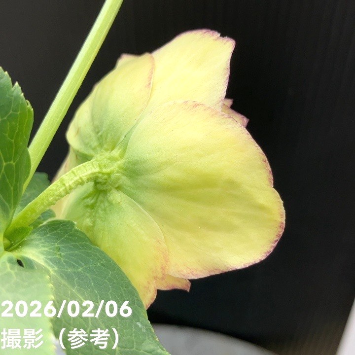 お買い得一点物咲き進み株】加藤農園 多弁クリスマスローズ