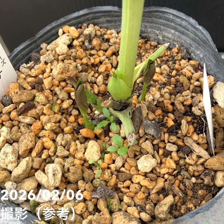 お買い得一点物咲き進み株】加藤農園 多弁クリスマスローズ