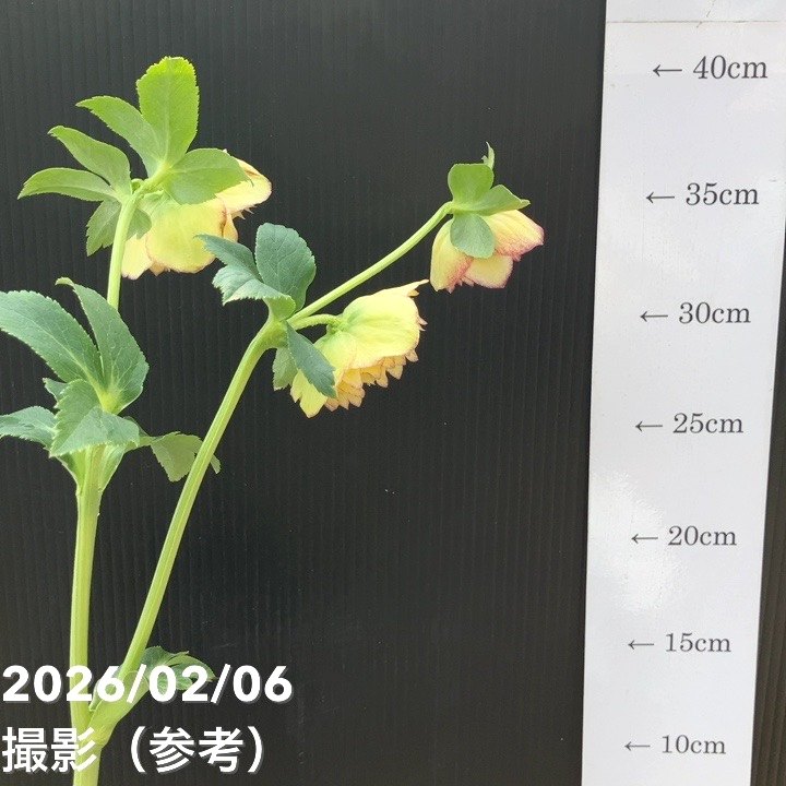 お買い得一点物咲き進み株】加藤農園 多弁クリスマスローズ